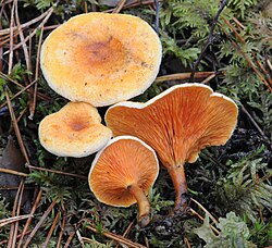 Kuld-kukeseenik Hygrophoropsis aurantiaca