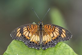 Female J. s. sophia dark form Ghana