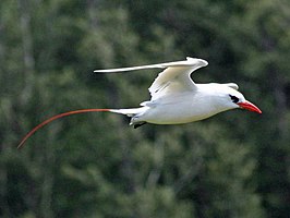 Roodstaartkeerkringvogel