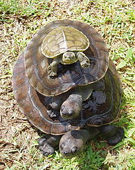 River terrapin Batagur baska