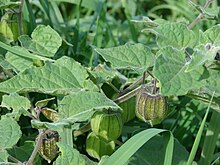 Starr 061225-2955 Physalis peruviana.jpg