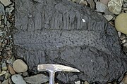 Bedding plane view of a flattened Stigmaria preserved atop a shallow-water carbonaceous limestone. Joggins, Nova Scotia, Canada.