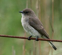 Brunryggig honungsvisare (Prodotiscus regulus)