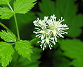 Actaea spicata