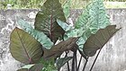 Alocasia indica