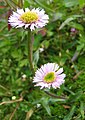 Erigeron glabratus