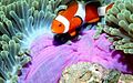 Amphiprion percula