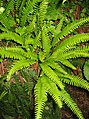 Blechnum spicant