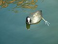 Coot in unusually clear still water showing foot structure; Little Venice, London