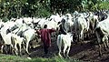 Yawancin Fulani makiyayan shanu ne.