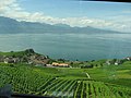 Lavaux dalla linea ferroviaria che va da Losanna a Palézieux e Berna.