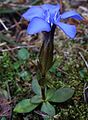 Habitus, Laubblätter und Blüte