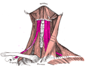 Infrahyoid muscles