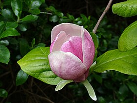 Flor de magnólia