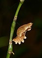 Pupa