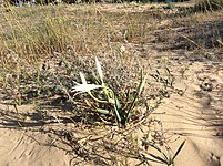 Κρίνος της θάλασσας (Pancratium maritimum) στις αμμοθίνες του Πετροχωρίου Μεσσηνίας.