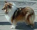 Collie (Rough)