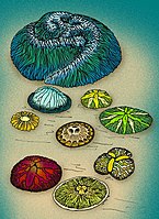 Trilobozoa