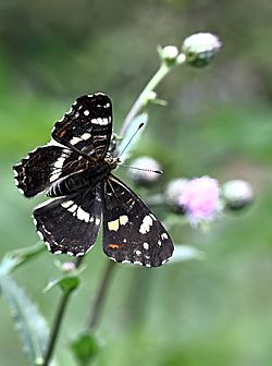 Nældesommerfugl (Araschnia levana)