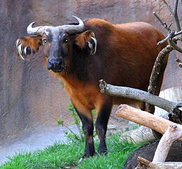 African Forest Buffalo.jpg