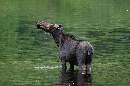 Orignal femelle dans la rivière Jacques-Cartier, parc national de la Jacques-Cartier (Québec, Canada).