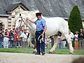 Étalon gris du haras de Saint-Lô (France) en présentation, modèle « trait », assez lourd