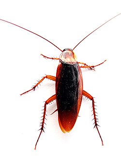 Cockroach