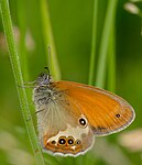 Perlemorrandøje Coenonympha arcania