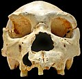 Homo heidelbergensis