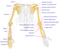 Human arm bones diagram