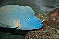 Cheilinus undulatus, Melbourne Aquarium