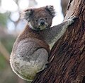 Un koala, marsupial originaire d’Australie.