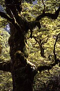 Nothofagus menziesii.