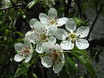 Aktinomorfa blommor hos päron (Pyrus communis).