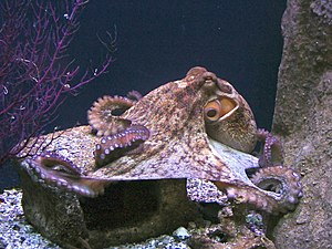 Octopus vulgaris