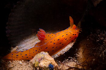 Nudibranche de l'espèce Polycera elegans. (définition réelle 3 339 × 2 228)