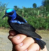 Red-legged honeycreeper