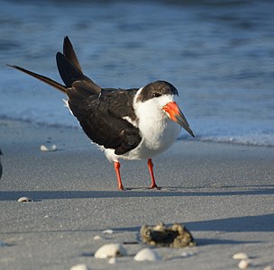 Rayador negro (Rynchops niger)