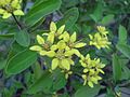 Leaves and flowers