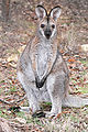 Macropus rufogriseus