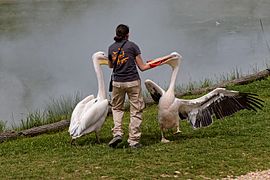 Des pélicans blancs.