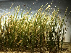 Zostera marina (Zosteraceae)