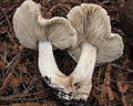 !!!Tricholoma pardinum!!! lamele