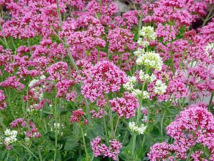 Rød Sporebaldrian (Centranthus ruber) Foto: François Collard