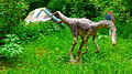 Coelophysis