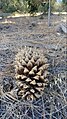 Cones on ground in their natural setting