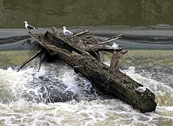 Bois flotté bloqué sur un seuil sur la rivière Avon (Bath, Angleterre).