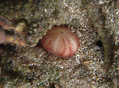 Echinoneus cyclostomus, un Echinoneoida