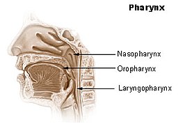 {Pharynx