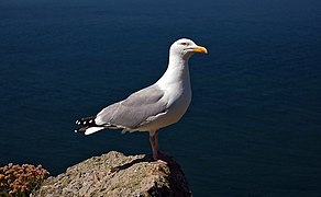 Larus argentatus (Charadriiformes).